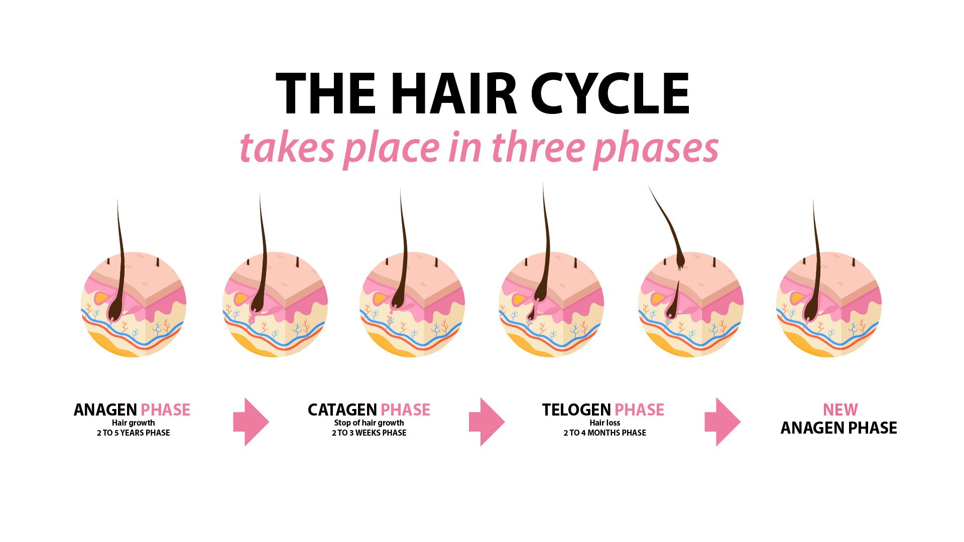 The Hair Growth Cycle: Understanding the Life Cycle of Your Hair